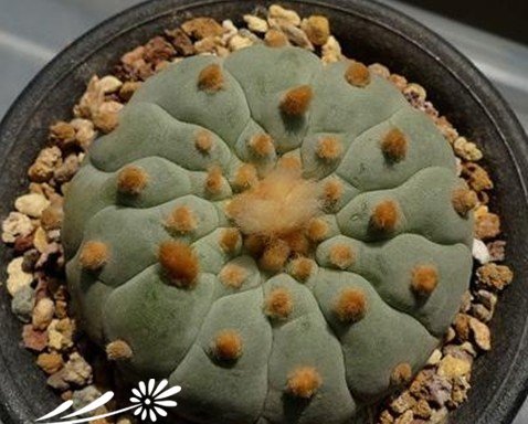 关于银冠玉的疣和疣的组成