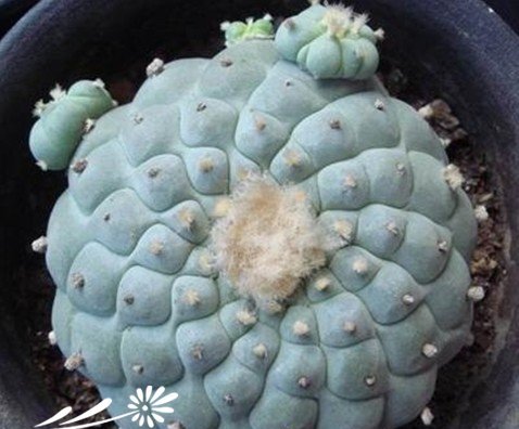 关于银冠玉的疣和疣的组成