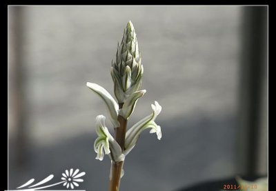用蝙蝠粪肥自制磷钾肥水溶液 《自制磷钾肥水溶液用蝙蝠粪肥》