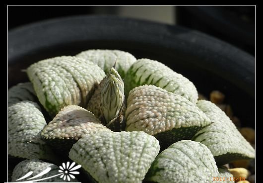 用蝙蝠粪肥自制磷钾肥水溶液