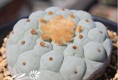 关于银冠玉的疣和疣的组成