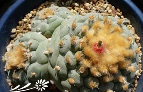 关于银冠玉的疣和疣的组成