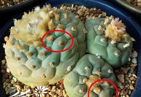 关于银冠玉的疣和疣的组成