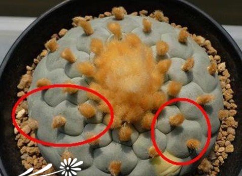 关于银冠玉的疣和疣的组成