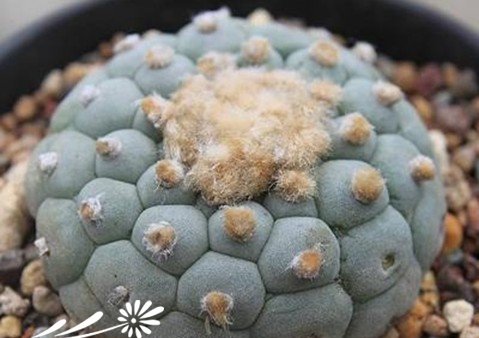 关于银冠玉的疣和疣的组成