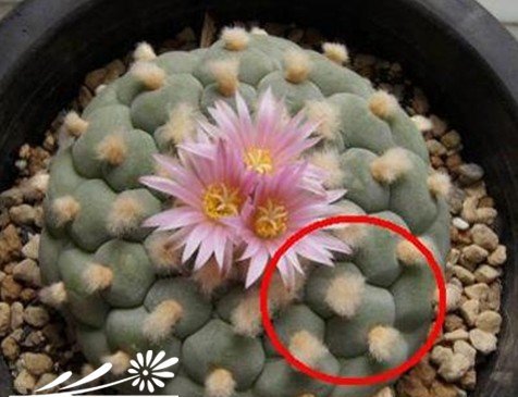 关于银冠玉的疣和疣的组成