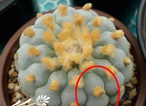 关于银冠玉的疣和疣的组成