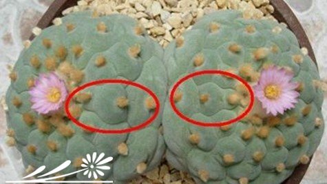 关于银冠玉的疣和疣的组成