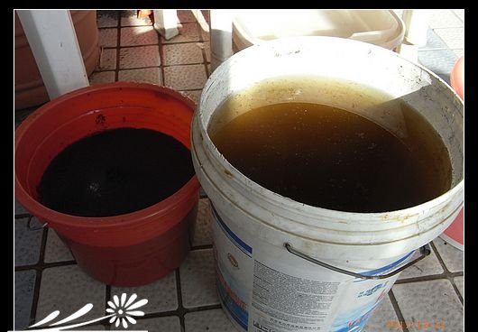 用蝙蝠粪肥自制磷钾肥水溶液