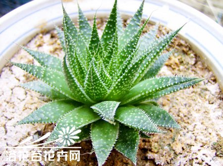 如何将十二卷植物种出巨大株型