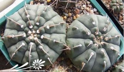 多肉植物苗期管理的几个问题探讨 《多肉植物苗期管理相关问题探讨》