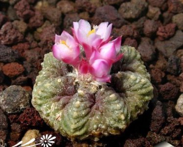 花笼的相关知识及基本养护（Aztekium ritteri）