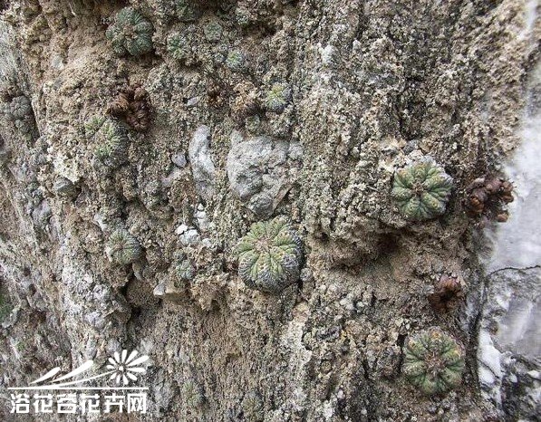 花笼的相关知识及基本养护