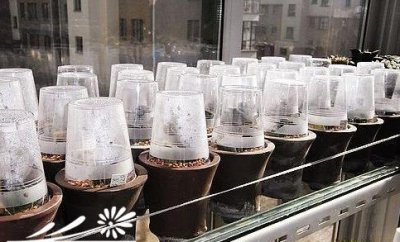 多肉植物要如何闷养及注意事项 《多肉植物闷养方法及注意要点》