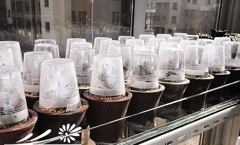 多肉植物要如何闷养及注意事项