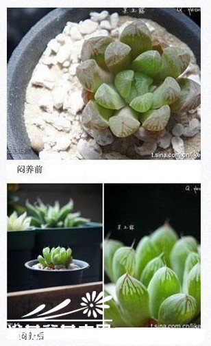 多肉植物要如何闷养及注意事项