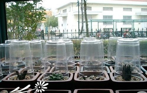 多肉植物要如何闷养及注意事项