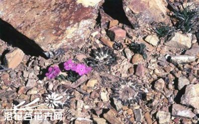 至少能让90％多肉植物顺利成活的懒人做法