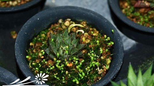 至少能让90％多肉植物顺利成活的懒人做法