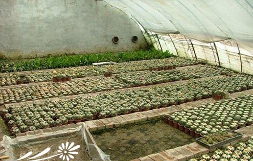 至少能让90％多肉植物顺利成活的懒人做法