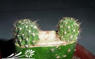 浅谈仙人类植物三角接物的落地 《仙人类植物三角接物落地浅探》