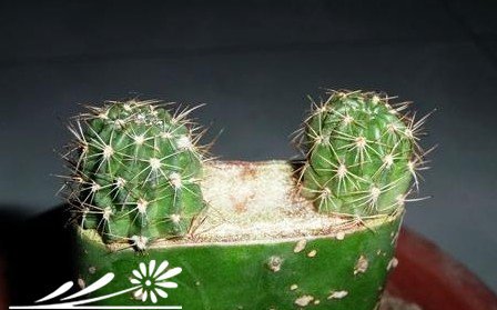 浅谈仙人类植物三角接物的落地