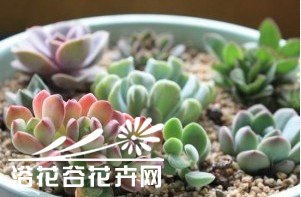 如何搭配漂亮的多肉植物拼盘？ 《怎样搭配出漂亮的多肉植物拼盘？》