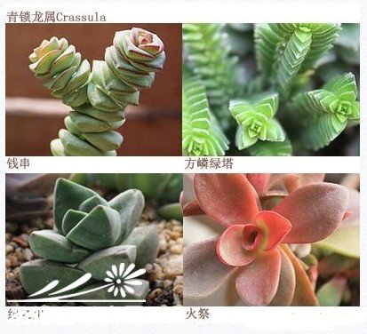 如何搭配漂亮的多肉植物拼盘？