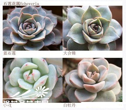 如何搭配漂亮的多肉植物拼盘？