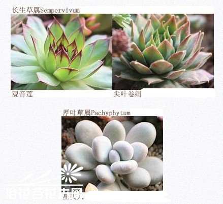 如何搭配漂亮的多肉植物拼盘？