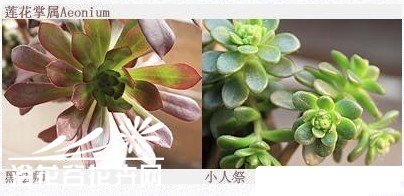 如何搭配漂亮的多肉植物拼盘？