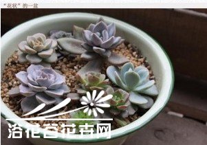 如何搭配漂亮的多肉植物拼盘？