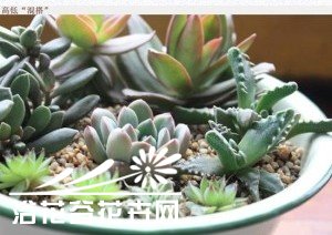 如何搭配漂亮的多肉植物拼盘？