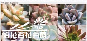 如何搭配漂亮的多肉植物拼盘？
