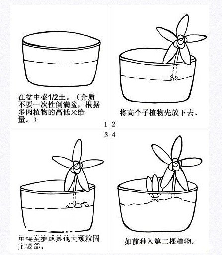 如何搭配漂亮的多肉植物拼盘？