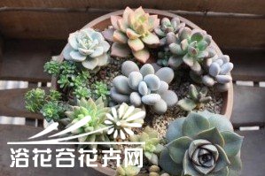 如何搭配漂亮的多肉植物拼盘？