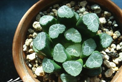 《多肉植物万象名字的起源》 多肉植物“万象”名字的由来