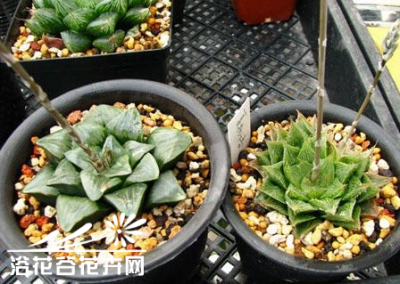 瓦苇（十二卷）属的多肉植物授粉繁殖、杂交图解教程