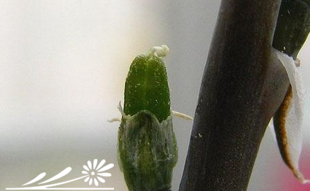 瓦苇