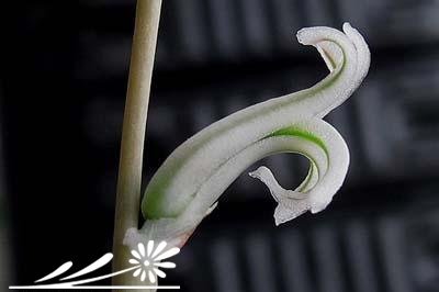 十二卷属多肉植物的互搓授粉法（带图详解）