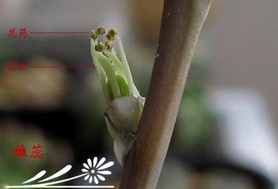 十二卷属多肉植物的互搓授粉法