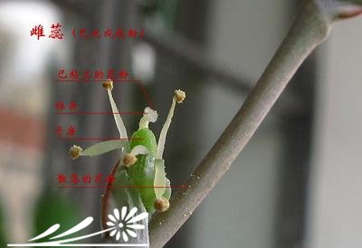 十二卷属多肉植物的互搓授粉法