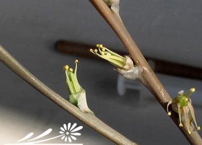 十二卷属多肉植物的互搓授粉法