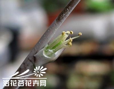 十二卷属多肉植物的互搓授粉法