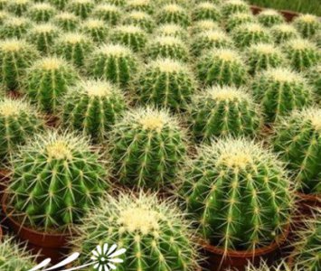 《金琥盆栽多肉植物种植知识》 多肉植物种植知识之金琥盆栽种养