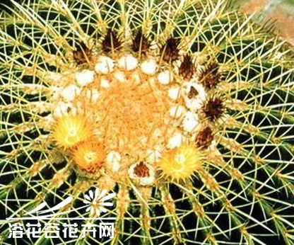 多肉植物种植知识之金琥盆栽种养