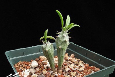 普西莉菊-基本养护篇（Senecio mweroensis ssp. saginatus）