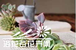 图解多肉植物群栽方法 《多肉植物群栽图解方法》