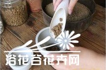 图解多肉植物群栽方法