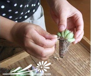 图解多肉植物群栽方法